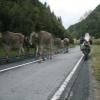 Balade Moto nufenenpass--valais-- photo