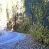 Balade Moto ca-245--woodlake- photo